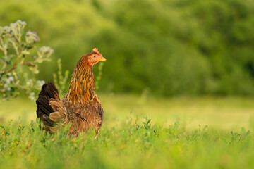 Laying hen walks on a summer farm. Copyspace