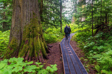 People walking the hike in Ancient Forest provincial park, Fraser River Valley near Prince George, British Columbia, Canada. - obrazy, fototapety, plakaty