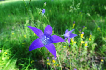 A bell flower has opened in the clearing
