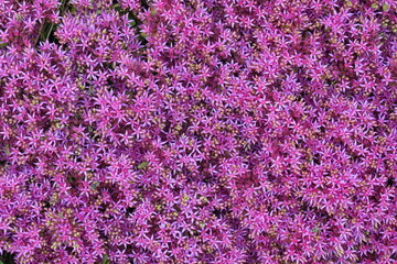 Beautiful purple flowers Gylotelephium, sedum