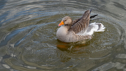 GreyLag Goose single portrait close up view washing and preening in lake