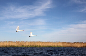 Swan flight