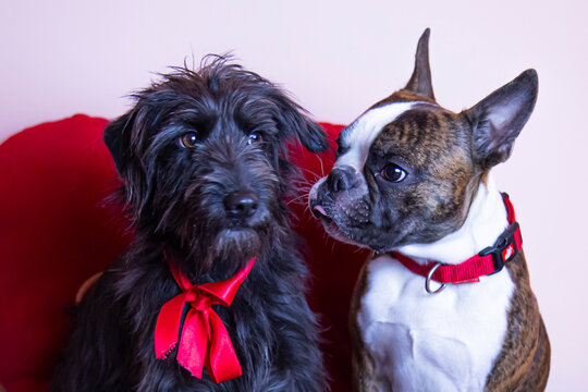 Two Small Dogs That Look Like People In Love On Valentine's Day Against The Background Of A Big Red Heart