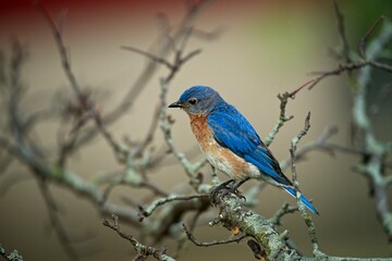 Obraz premium Eastern Bluebird on Tree Branch