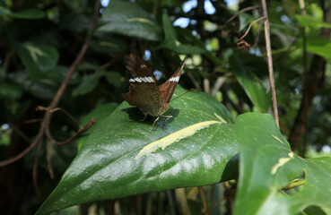 A frightened rare brown butterfly with scary eyes and posture