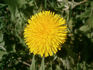 Dandelion flowers in the grass in summer close up