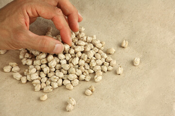 hand holds chickpea seed to estimate or compare the size, dried chickpeas on craft paper, close-up...