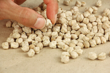 human fingers hold chickpea seed to estimate or compare the size, heap of dried chickpeas on craft...