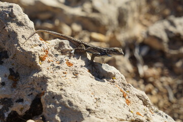 lizard on rock