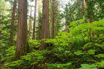 Cedar trees and ferns inside the Ancient Forest provincial park, Fraser River Valley near Prince George, British Columbia, Canada.