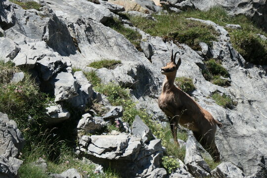 isard