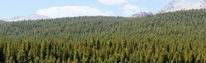 Fototapeta premium Trees in a Forest