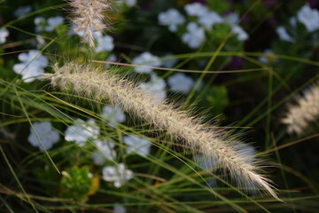 caterpillar on a grass