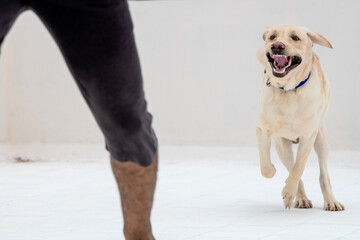 Angry dog chasing a man and trying to bit. Dog training with the coach. Angry dog running toward a...