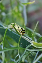 caterpillar on a leaf