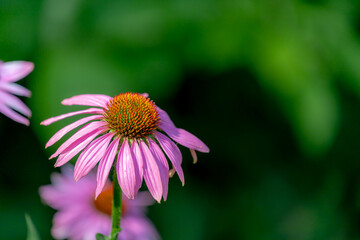 Selective focus of purple pink flower in the garden, Echinacea commonly called coneflowers is a genus of herbaceous flowering plants in the daisy family, Nature floral background.