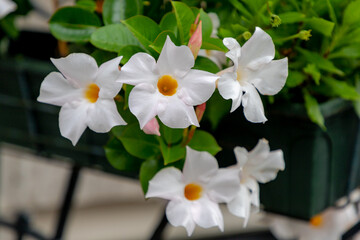 Selective focus of white flower Rocktrumpet in the garden, Mandevilla is a genus of tropical and subtropical flowering vines belonging to the family Apocynaceae, Nature floral background.