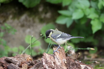 A juvenile Great tit (Parus major)
