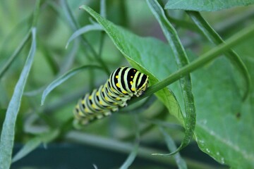 Black and yellow caterpillar crawling around the garden.