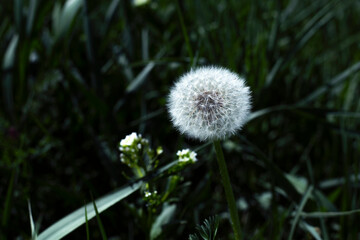 dandelion on green grass close up