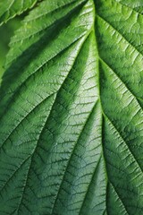 Closeup of a lush green leaf on a beautiful sunny summer day