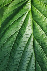 Fototapeta premium Closeup of a lush green leaf on a beautiful sunny summer day
