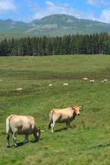 Herd of Aubrac cows roaming free in the meadows of Auvergne