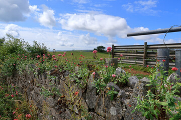 Fototapeta na wymiar Wild flowers on an old stone wall with fields and meadows in the background