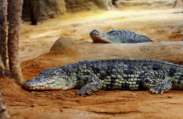 two nile crocodiles resting on the sand