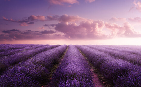 A vivid purple blooming lavender field in summer at sunset. Flower field landscape in the UK.