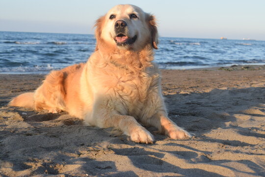 Photo of purebred Golden Retriever dog on the beach