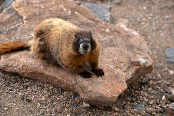 Yellow bellied marmot or golden marmot on rock live in the high country of Rocky Mountains of...