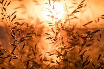 Grass close-up on background of golden sunset
