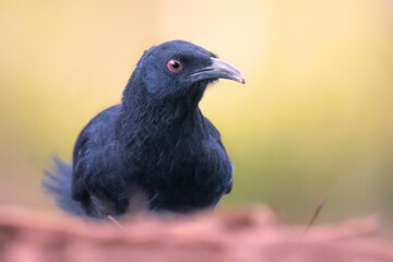 Portrait of a wild white-winged chough (Corcorax melanorhamphos) from Melbourne, Australia