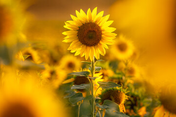 Sunflower with blurred light sunshine during the sunset