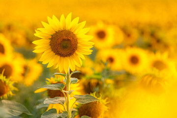 Fototapeta premium Sunflower with blurred light sunshine during the sunset