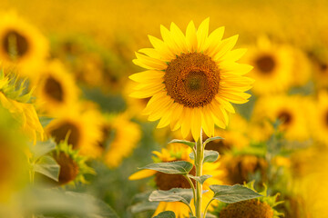 Sunflower with blurred light sunshine during the sunset