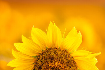 Fototapeta premium Close-up and copy space view of a sunflower with blurred light sunshine during the sunset