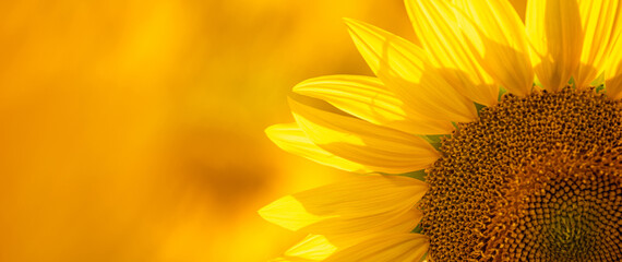 Close-up and copy space view of a sunflower with blurred light sunshine during the sunset