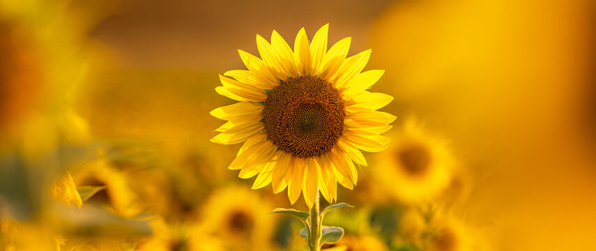 Sunflower with blurred light sunshine during the sunset