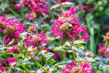 Obraz premium Closeup images of scarlet beebalm with a bee