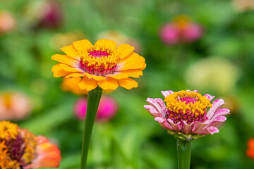 Closeup images of red, pink, magenta, orange, yellow flowers of zinnia