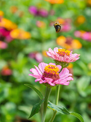 Closeup images of red, pink, magenta, orange, yellow flowers of zinnia