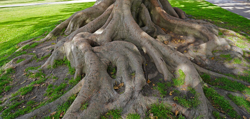 Moreton Bay Fig tree roots - Ficus macrophylla