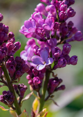 Lilac blossoms beginning to open in Springtime