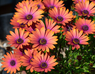 Fototapeta premium Bronze African Daisy blossoms in closeup