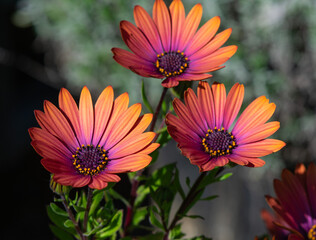 Bronze African Daisy blossoms in closeup