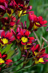 Harlequin flower (Sparaxis tricolor) blooms in closeup