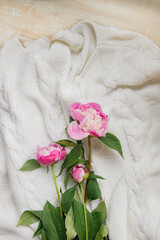 fresh pink peonies lie on a white knitted sweater, top view, copy space. Flat lay