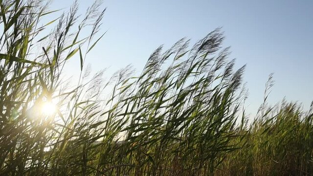 Reeds and long green grass moving in the wind on a beach before sunset on a summer day. Slow motion scenic view with blue sky and low, setting sun on the background.